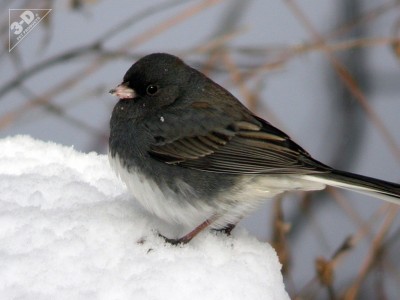 Dark-eyed Junco - 3D® Pet Products3D® Pet Products