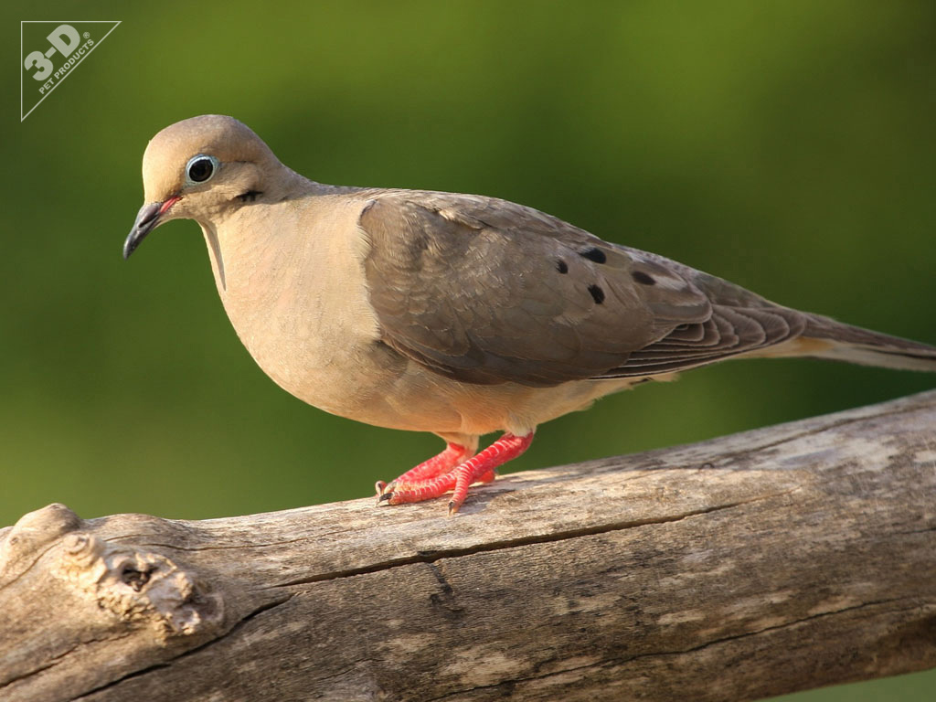 mourning dove stuffed animal