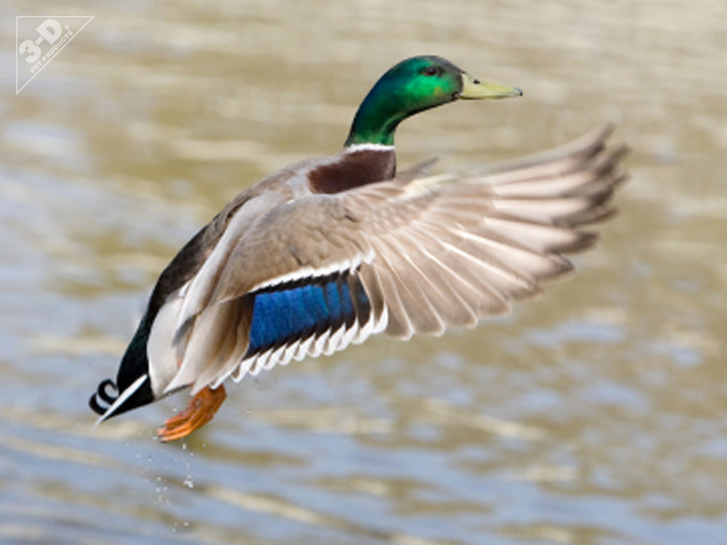 Mallard (Duck) - 3D® Pet Products3D® Pet Products